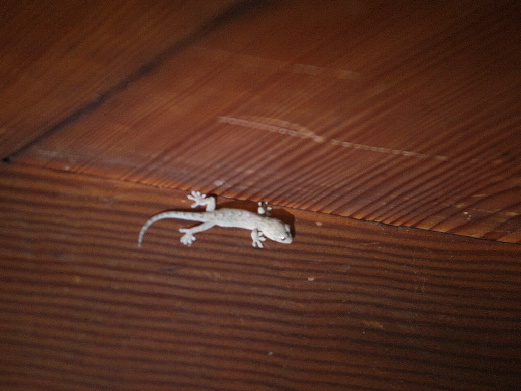 守り神？