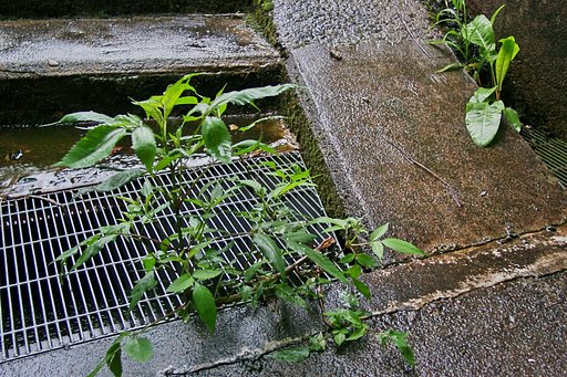 雑草