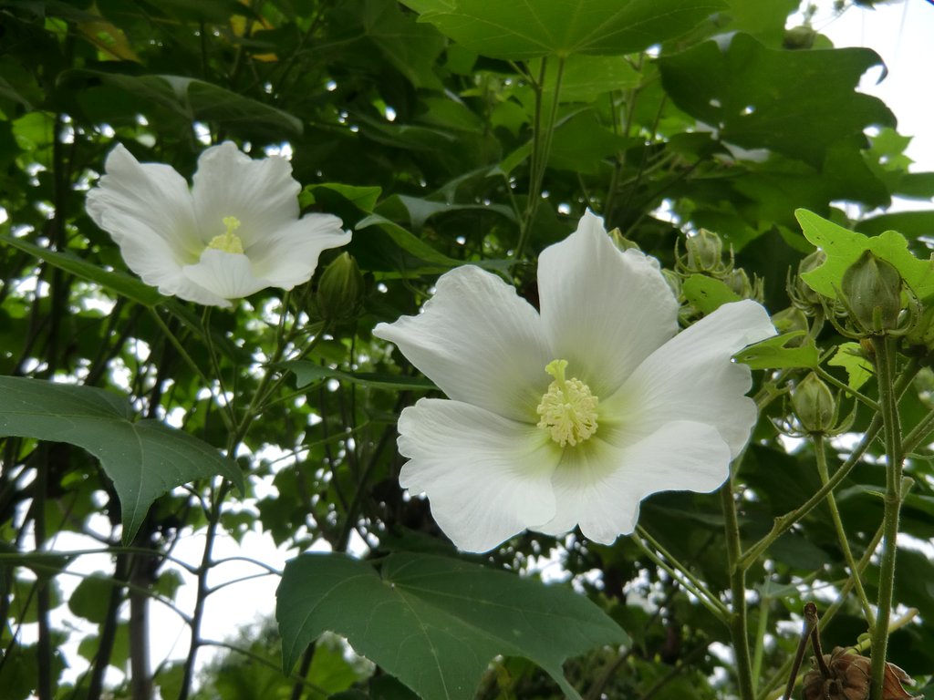 葵（立葵）