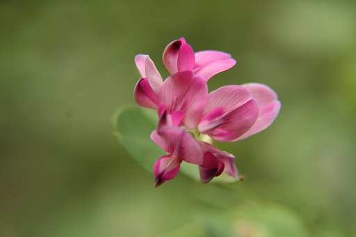 山萩の花