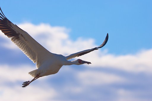 怪鳥