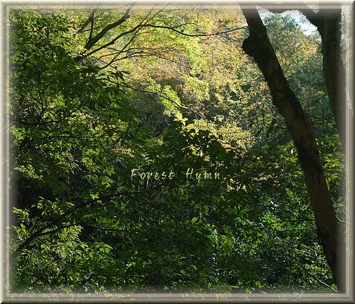 【この一曲】Forest Hymn