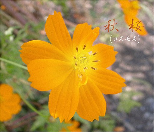 【この一曲】秋桜