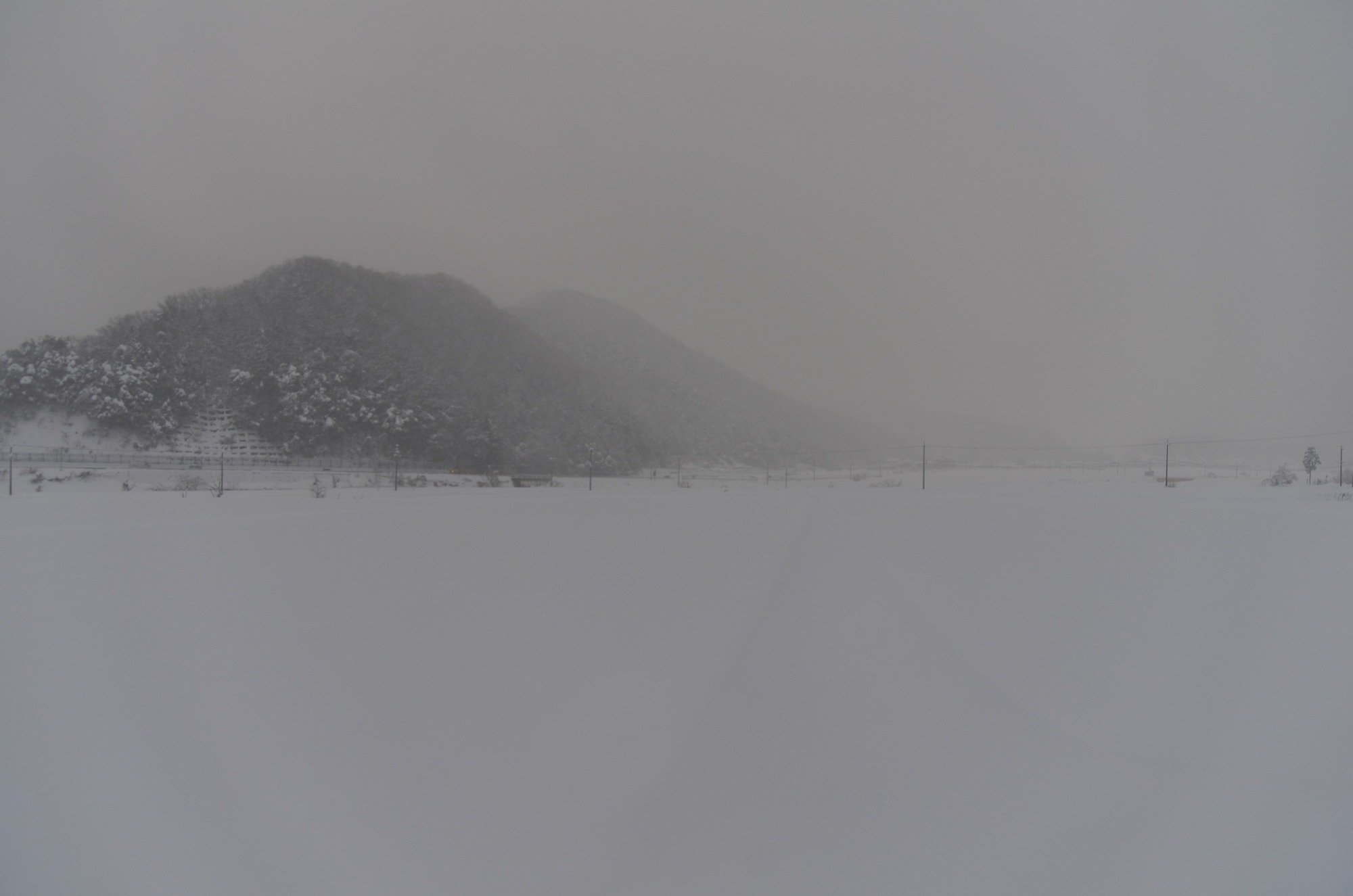 今朝は吹雪です。
