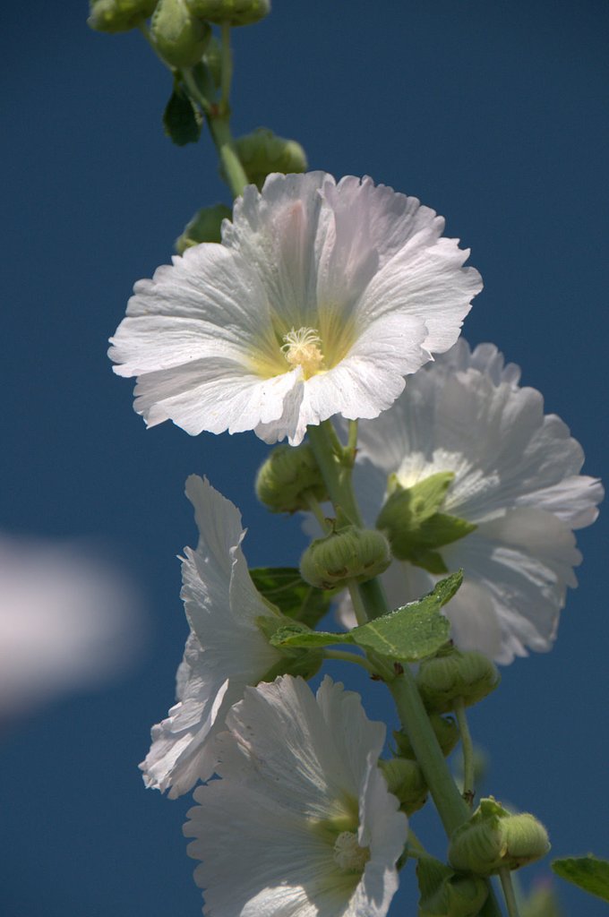 【縦撮り】この花はやっぱりこうでしょう・・・