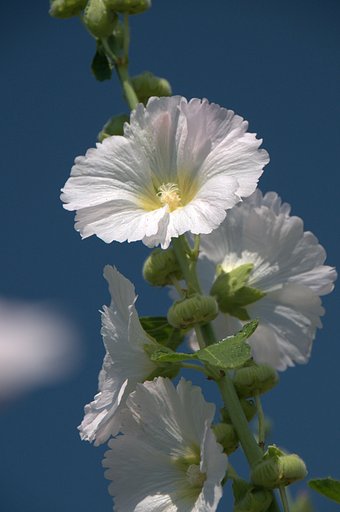 【縦撮り】この花はやっぱりこうでしょう・・・