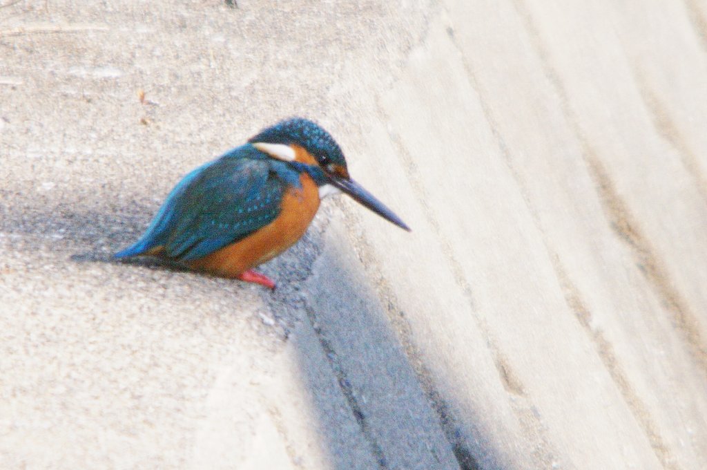 丸めのカワ君