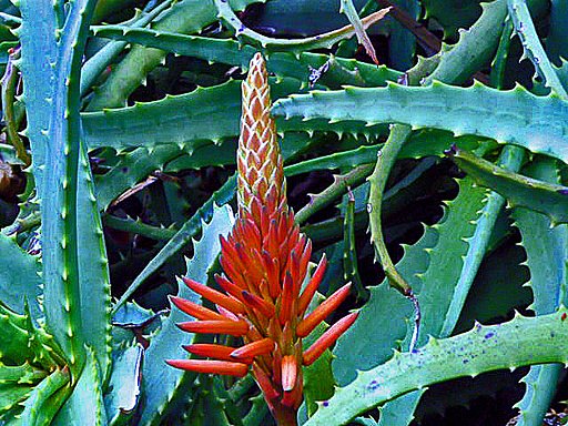 ポルトガルの四月