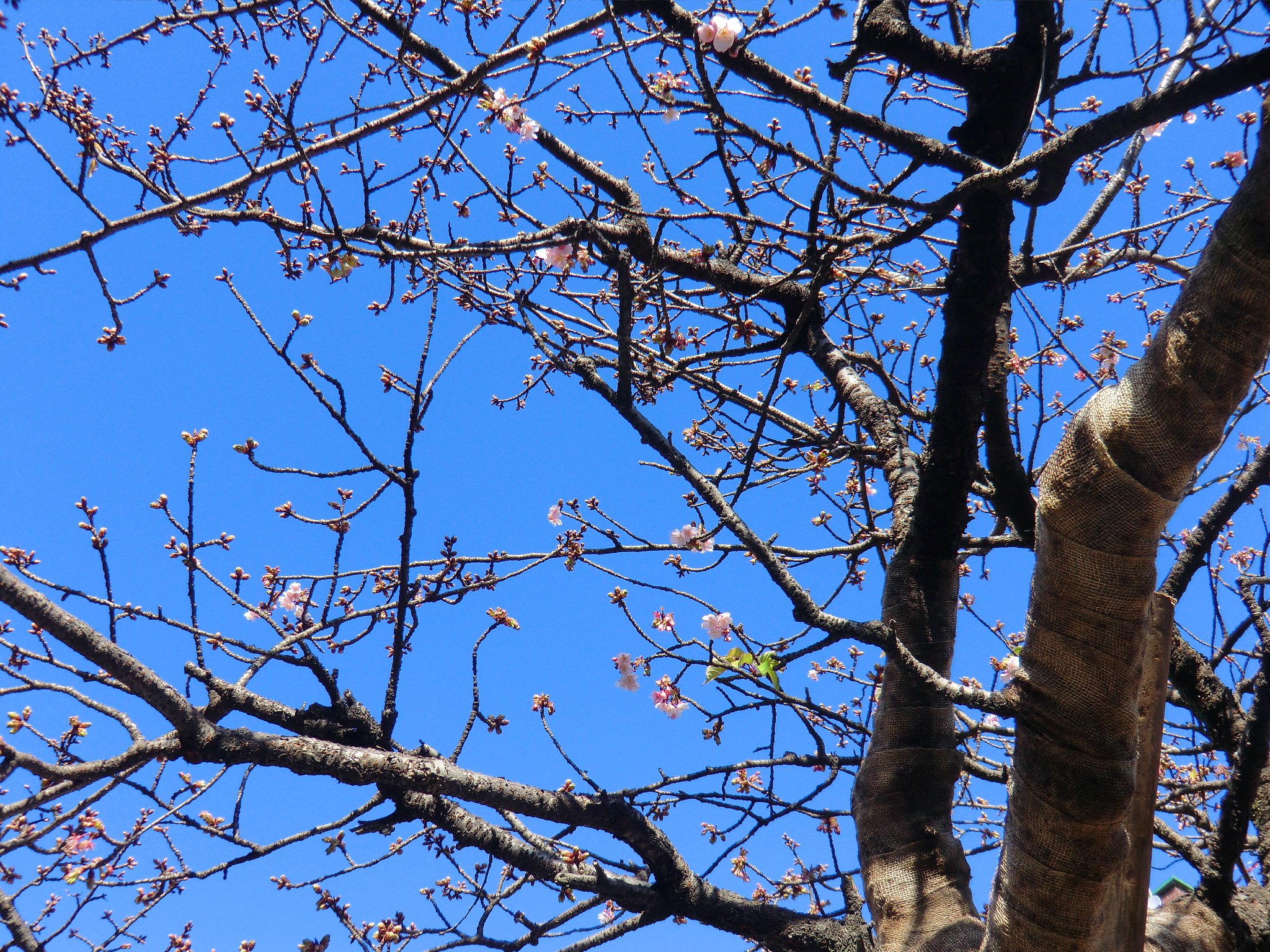 あたみ桜