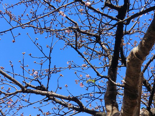 あたみ桜