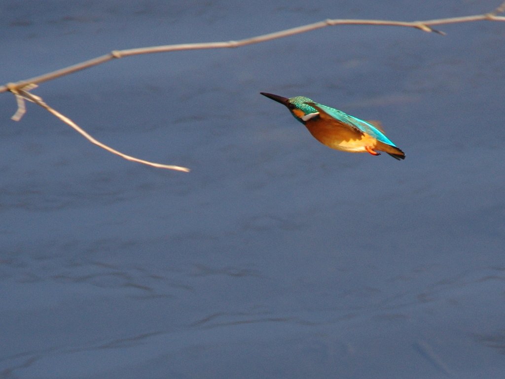初めてのカワセミ飛翔