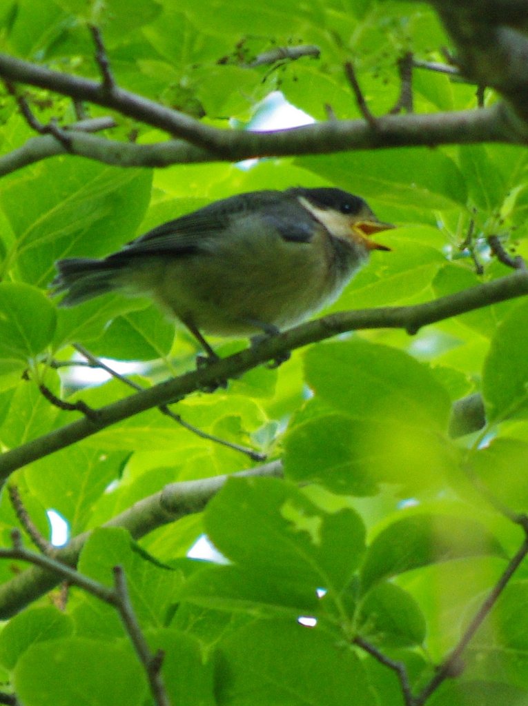 ヤマガラの幼鳥
