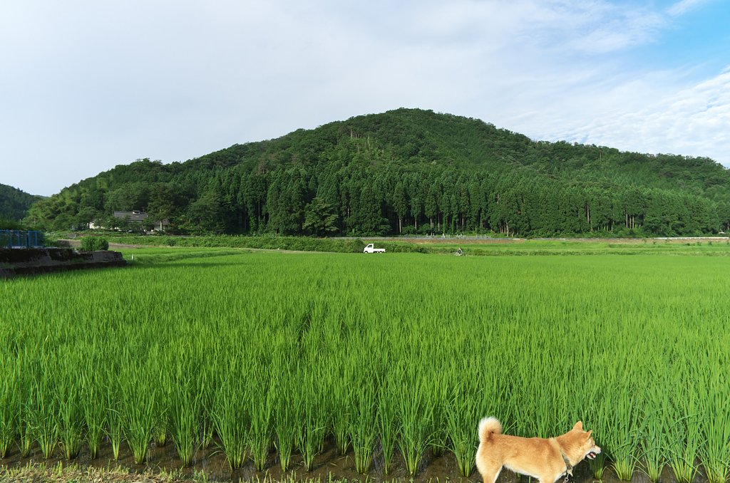 田園風景。