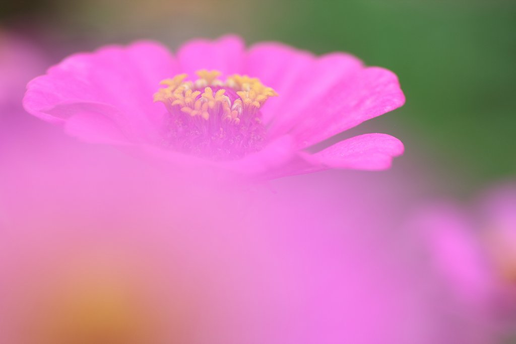 夏花、百日草