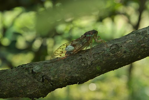 ヒグラシの背中になにやら・・
