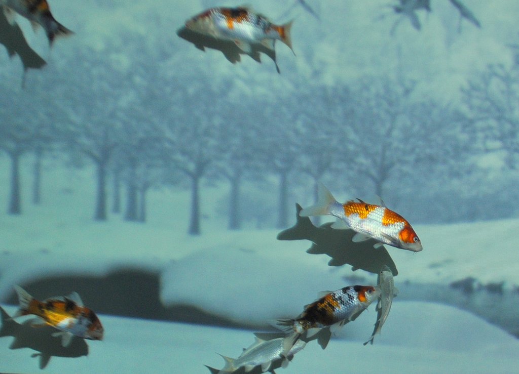 雪景色と金魚