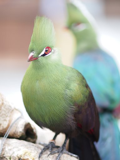 鳥【肌】ぁ？　見せねぇよ！