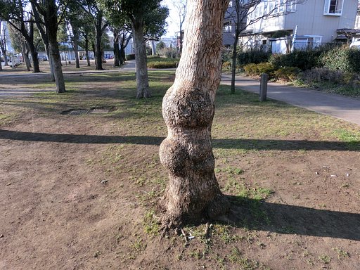 木人