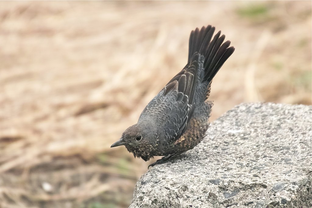 イソヒヨドリ♀