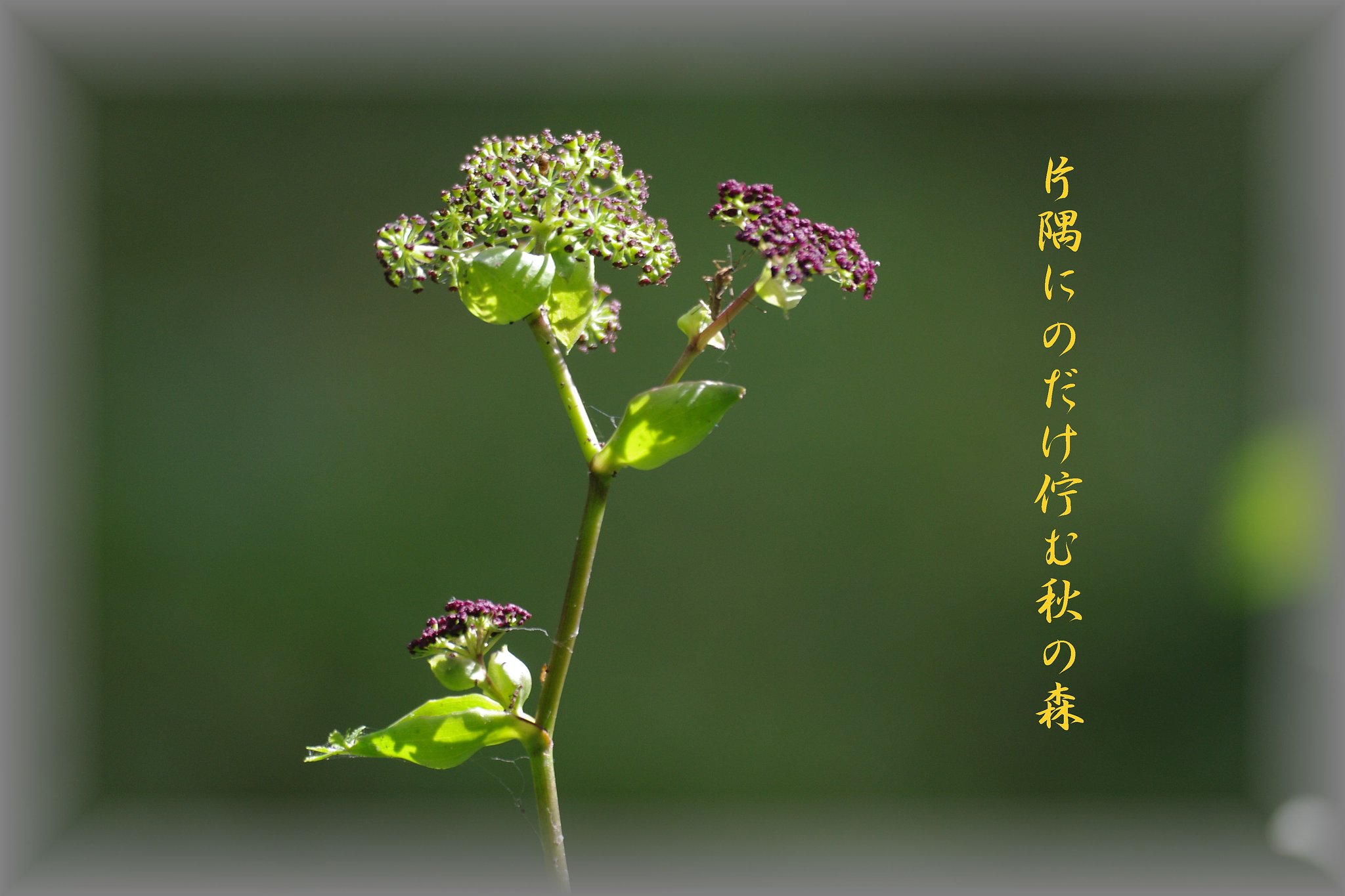 【わびさび】 ノダケ