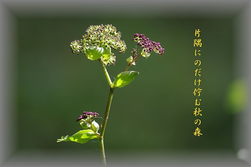 【わびさび】 ノダケ