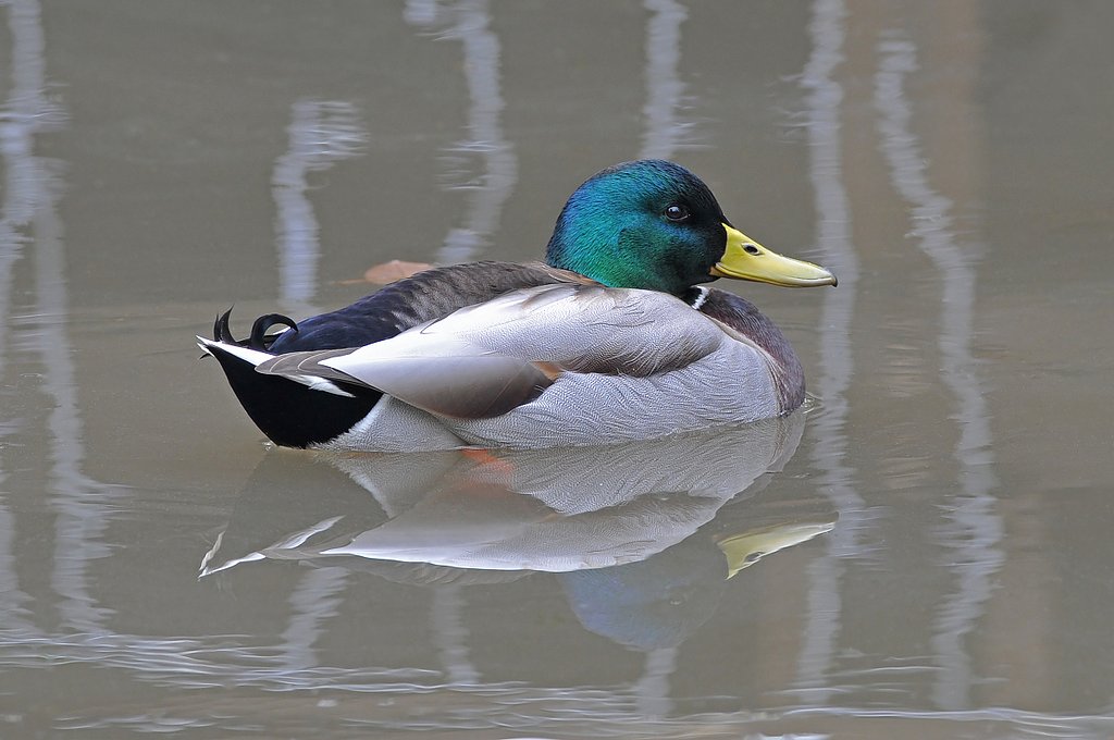 マガモ♂