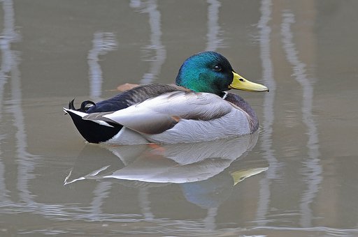 マガモ♂