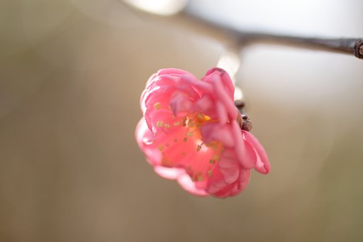春らしく