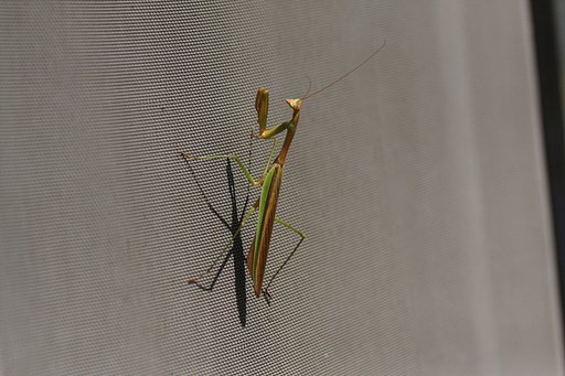 私　美人でしょ