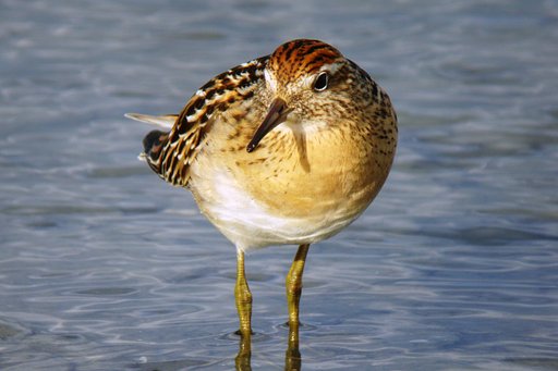 【肌 】水面と鳥の肌