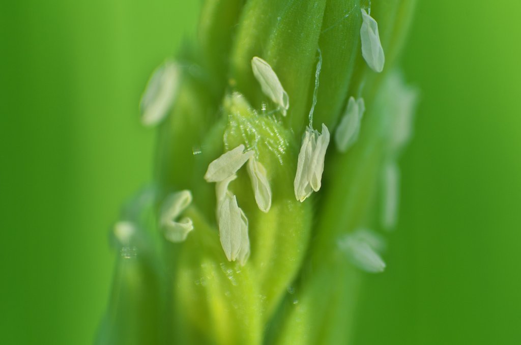 コシヒカリの花。
