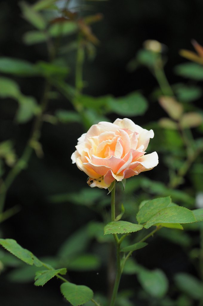 薔薇17