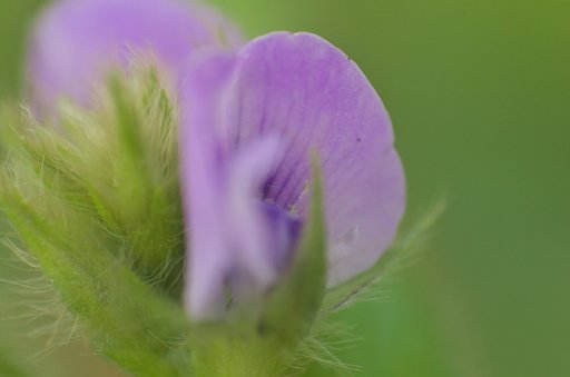とても毛深い小さな花。
