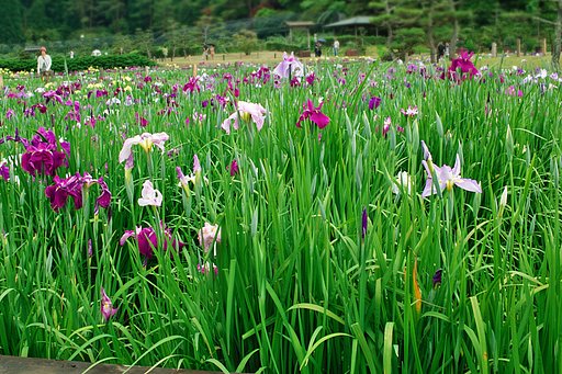 ハナショウブを【肌】で・・・