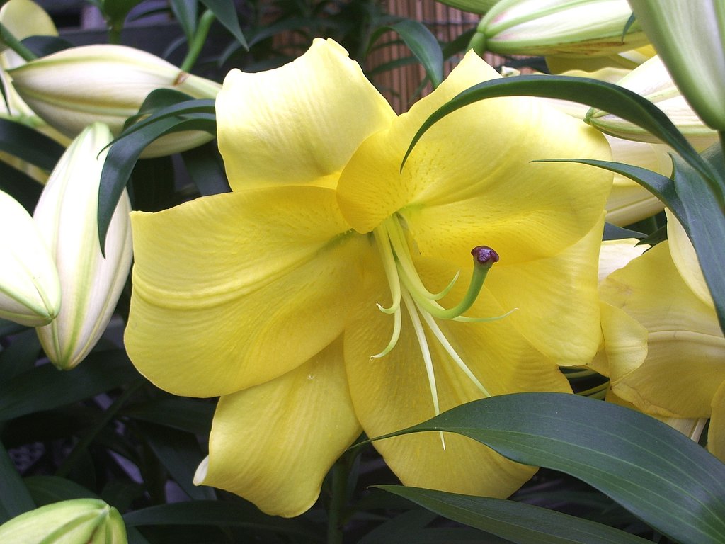 百合