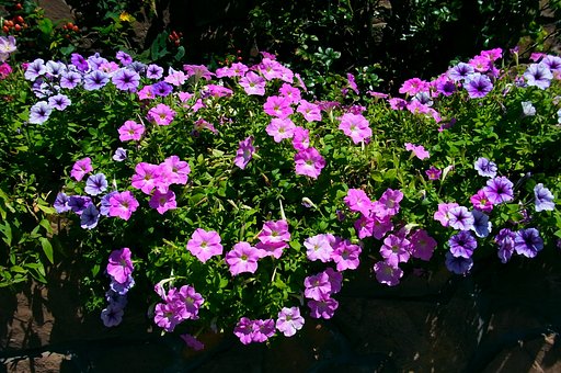 花壇のペチュニア