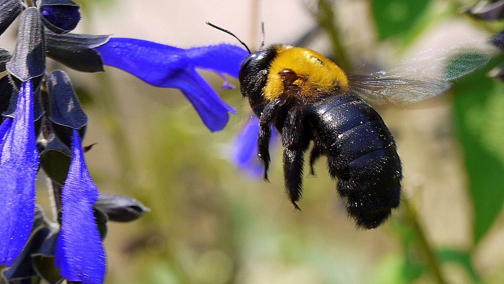 【肌 】花と虫クマバチのUP