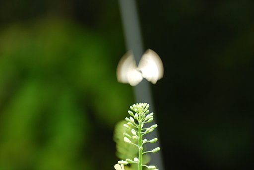 菜の花を求めて＃２