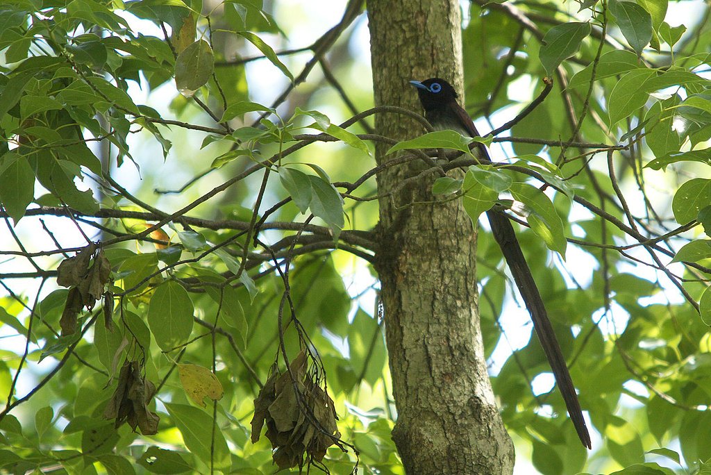 在庫のサンコウチョウ