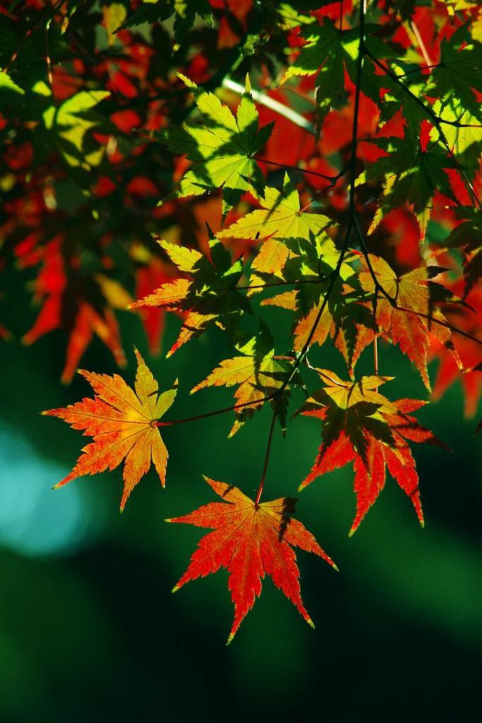 まだまだ紅葉