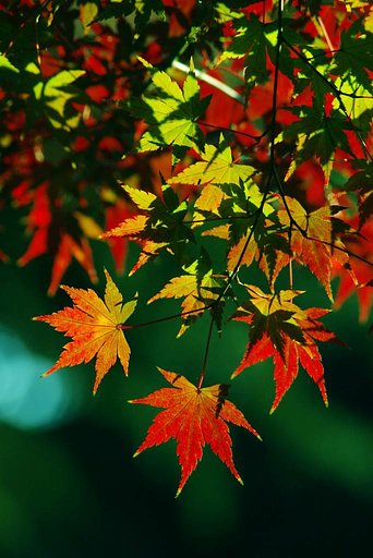まだまだ紅葉
