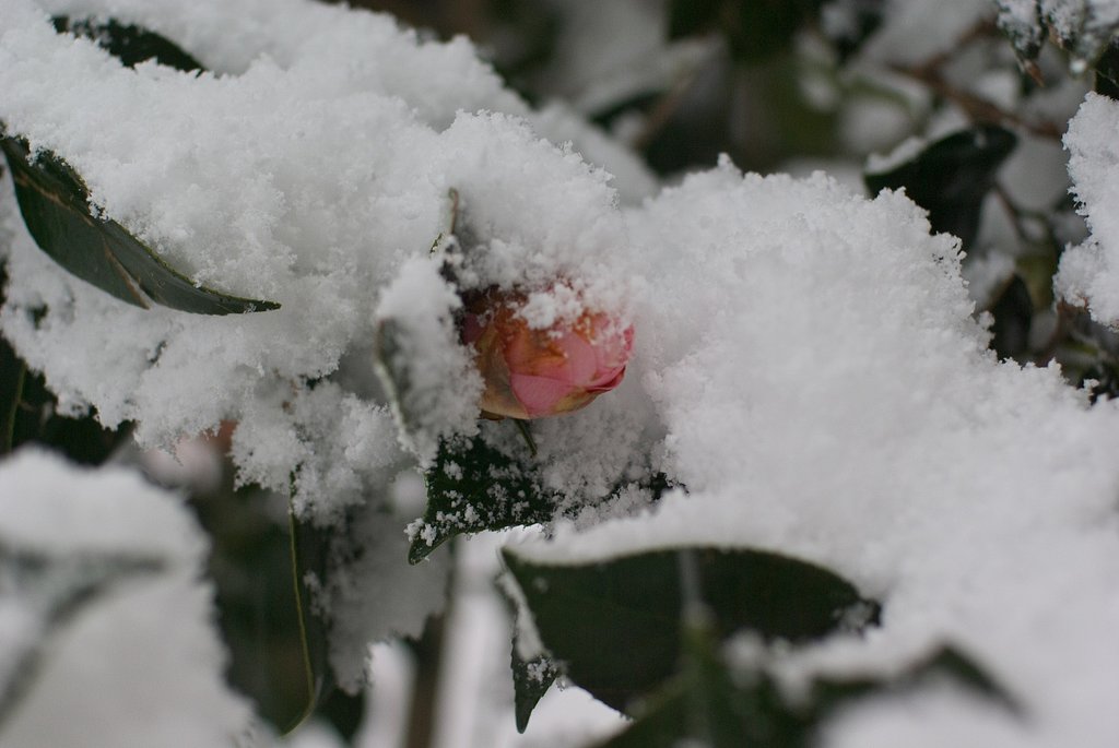 雪の華が・・