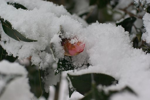 雪の華が・・