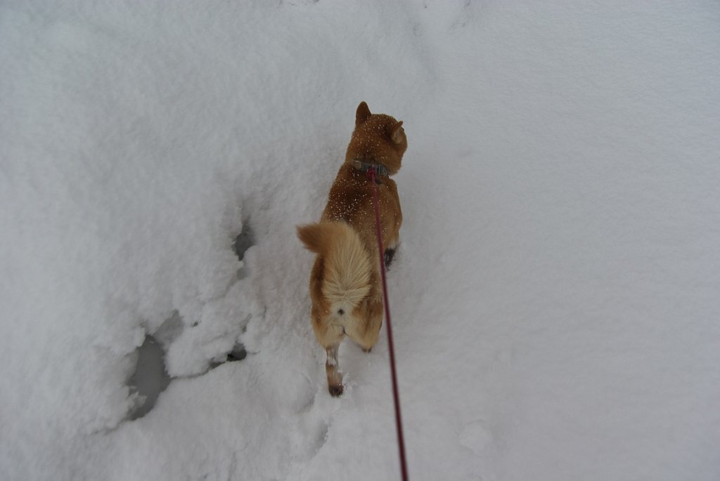 また、新雪が!