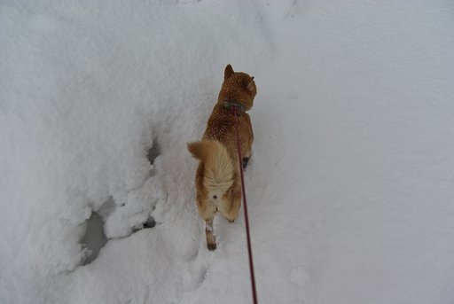 また、新雪が!