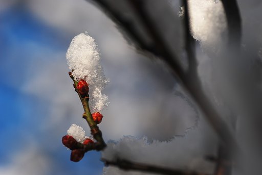 梅の雪化粧②