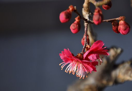 紅梅