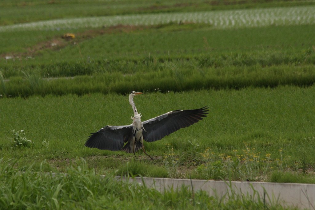 危なっかしい着地