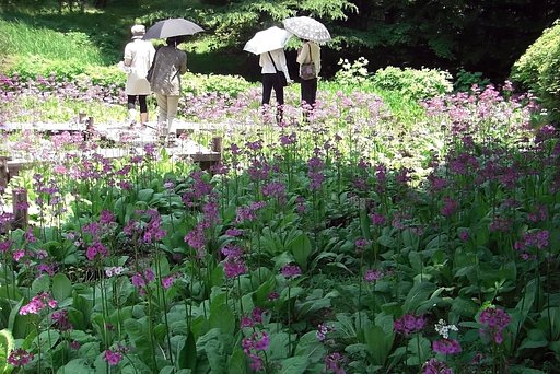 【睦】クリンソウの中の人