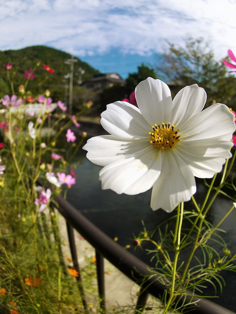この花は　何でしょう？